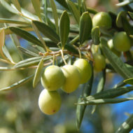 olivi-pianta-vivai-simona-donnini-assisi-perugia