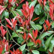 photinia-pianta-vivai-simona-donnini-assisi-perugia