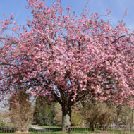 prunus-pianta-vivai-simona-donnini-assisi-perugia