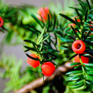 taxus-baccata-pianta-vivai-simona-donnini-assisi-perugia